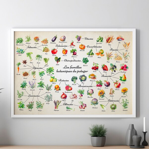 Affiche fruits légumes aromatiques, familles botaniques du potager, décoration cuisine, aquarelle