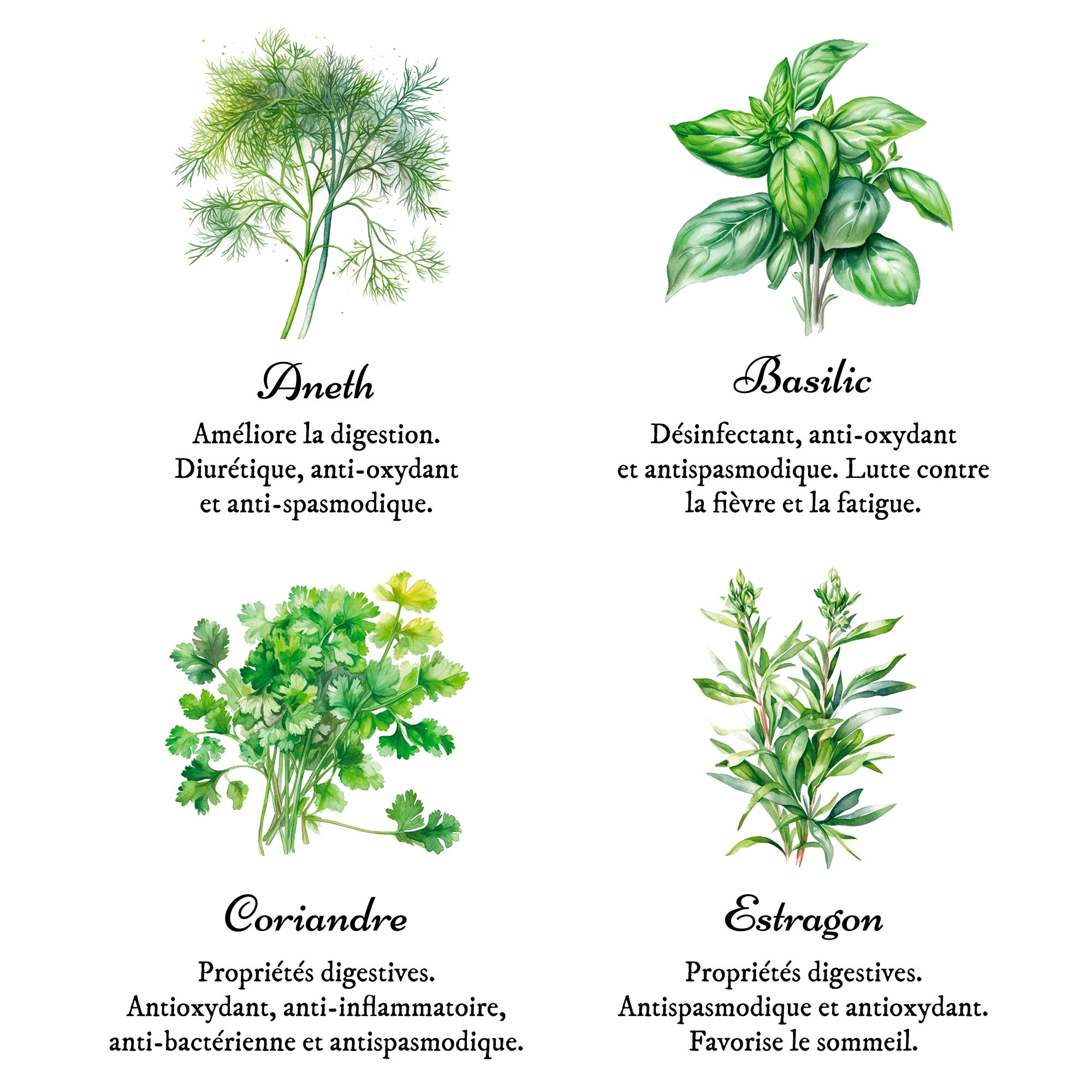 Plante Aromatique 7 Lettres