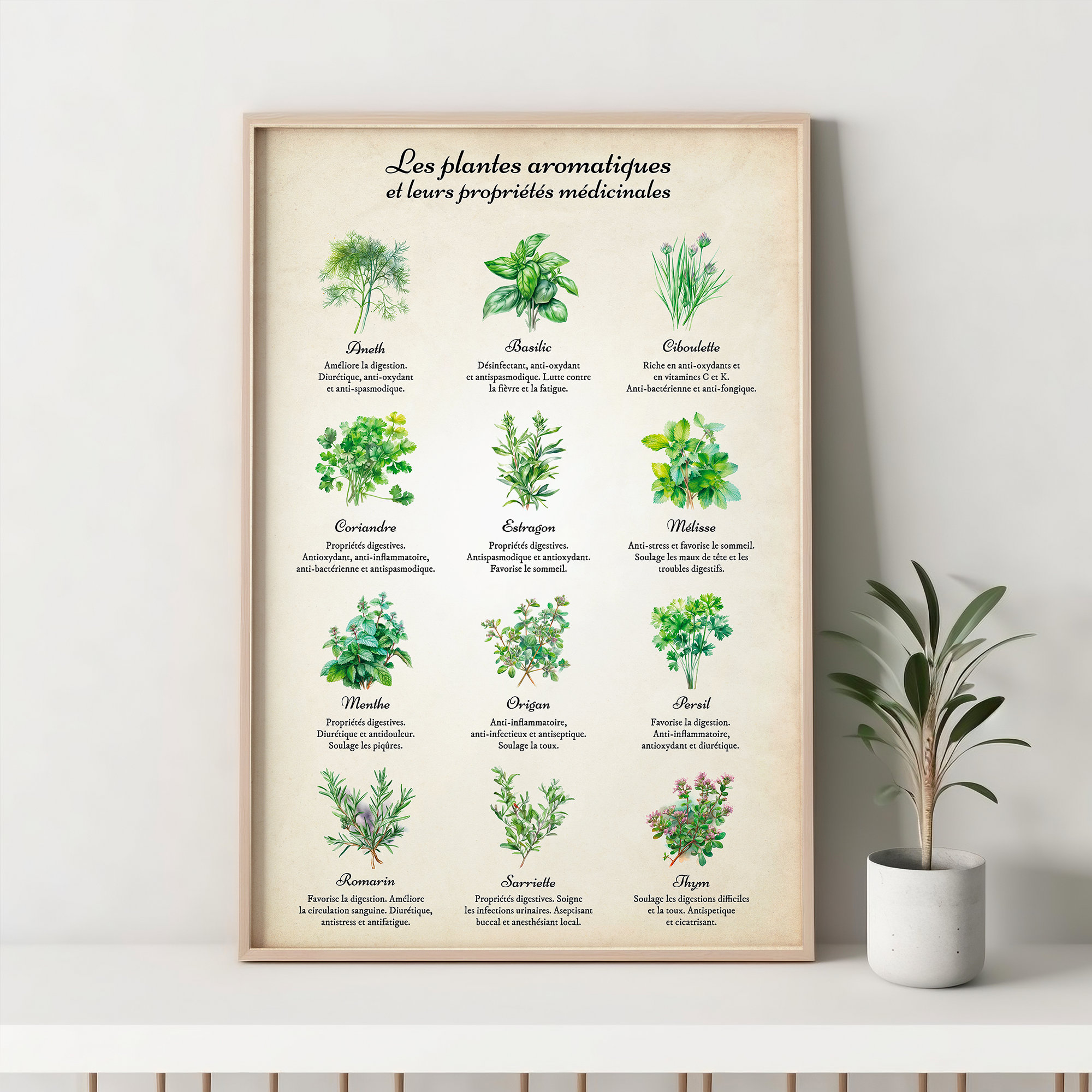 Plante Aromatique 5 Lettres