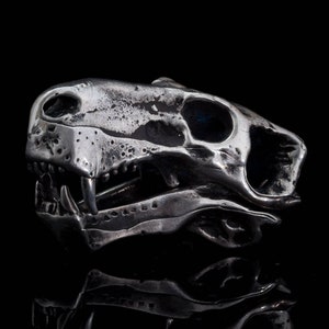 Anatomically accurate Inostrancevia gorgonopsia therapsida dinosaur skull. Pravoslavlevia. Dinosaur scull. Openable jaw Paleontology