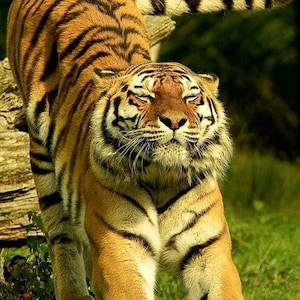Tiger stretch cross stitch pattern