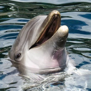 Dolphin full coverage cross stitch design