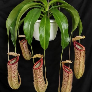 Planta joven de Nepenthes x Miranda, planta carnívora de jarra viva, de rápido crecimiento en maceta de 5 cm.