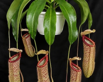 Nepenthes x Miranda Jungpflanze, lebende fleischfressende Kannenpflanze, schnellwachsend im 5-cm-Topf