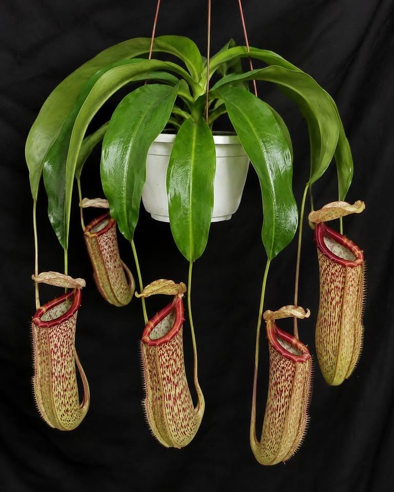 Rare nepenthes - Etsy 日本