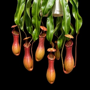May include: A Nepenthes pitcher plant with long, vibrant green leaves cascading from a white plastic pot. Several elongated, bell-shaped pitchers hang downward, displaying a gradient of yellow at the base transitioning to deep red at the top.