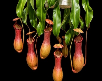 Nepenthes x Ventrata Lebende tropische Kannenpflanze, pflegeleichte fleischfressende Zimmerpflanze, Hängende Kannenpflanze für Anfänger, 2 Größen