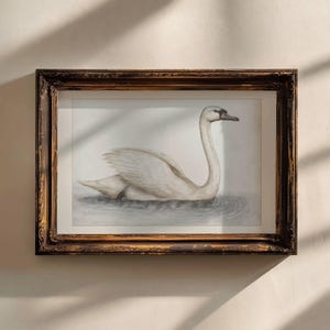 Swan Nursery Wall Art Printable Animal Illustration For Boys Room Soft Pastel Baby Decor Vintage Style Bird Artwork For Toddler Bedroom | 48