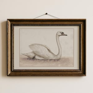 Swan Nursery Wall Art Printable Animal Illustration For Toddler Girls Room White Bird Artwork Vintage Swan Art Decor For Nursery Wall | 23
