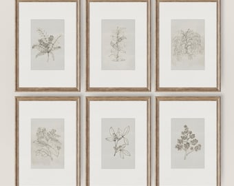 Neutral Botanical Sketch Gallery of SIX (6) Digital PRINTABLE Vintage Flower Drawing BORDER Wall Art Bundle Botanical Gallery Set | S5