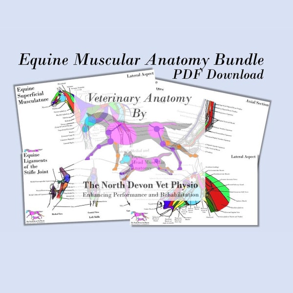 Equine Muscular Anatomy Bundle with FREE Simplified Muscle Tables - PDF Download