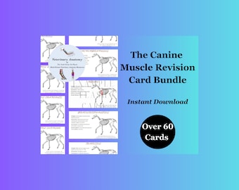 May include: A digital download of over 60 canine muscle revision cards. The cards feature illustrations of a dog's skeletal system with highlighted muscles. The text "The Canine Muscle Revision Card Bundle" and "Instant Download" are displayed in black text on a blue background. A black circle with the text "Over 60 Cards" is also displayed.