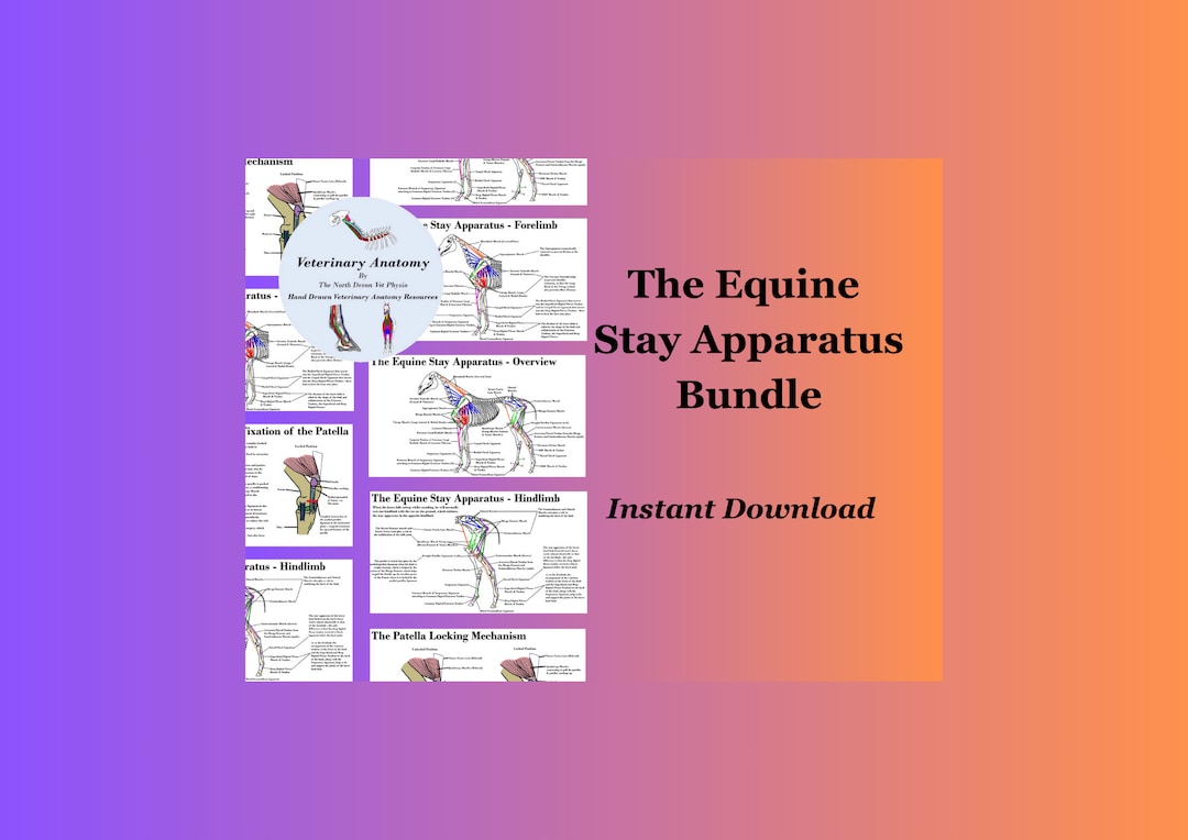 Equine Stay Apparatus Bundle Instant Digital Download Etsy