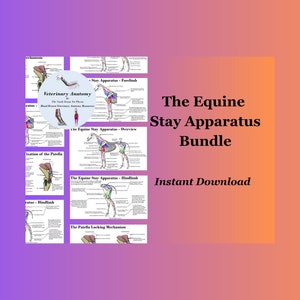 Pode incluir: Um conjunto de ilustrações digitais de diagramas anatômicos que mostram o aparelho de apoio da perna de um cavalo. Os diagramas são etiquetados com texto e mostram os músculos, tendões e ligamentos da perna. O texto na imagem diz "The Equine Stay Apparatus Bundle Instant Download".