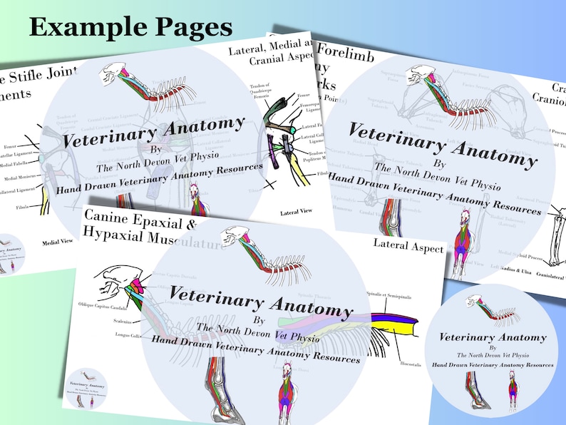 Canine Anatomy Bundle - Instant Download - Musculature, Skeleton, Bony ...