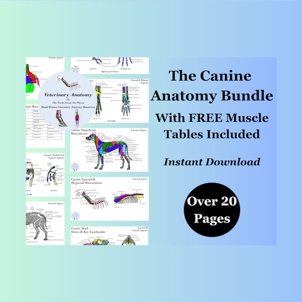 Canine Anatomy Bundle - Instant Download - Musculature, Skeleton, Bony Landmarks, Muscle Origin, Insertion & Function Tables
