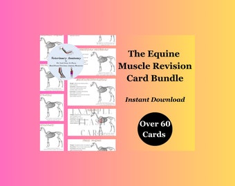 Equine Muscle Revision Cards PDF E-Book Instant Digital Download
