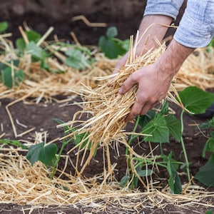 100% Natural Quality Garden Straw Mulch For Vegetables Plants Fruits Weeds Trees