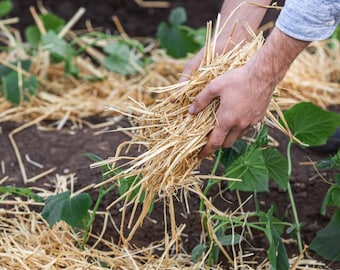 100% Natural Quality Garden Straw Mulch For Vegetables Plants Fruits Weeds Trees