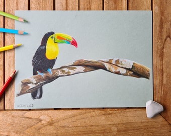 Original colored pencil drawing toucan