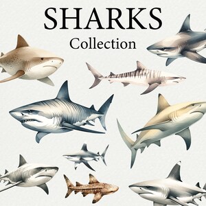 May include: A collection of watercolor illustrations of sharks. The illustrations feature different species of sharks, including a tiger shark, a great white shark, and a hammerhead shark. The illustrations are all in a realistic style and are set against a white background.
