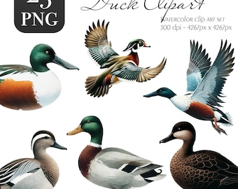 Pato acuarela clipart PNG – Ilustración realista de pato descarga digital