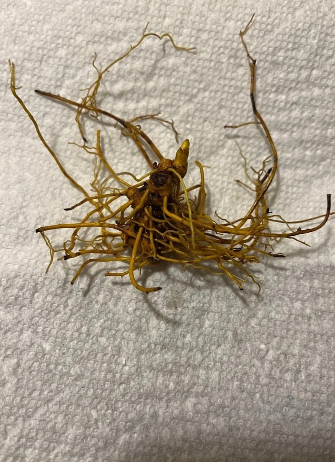 Goldenseal Roots Organic Herb Replant Live Rhizomes Fresh 5 Etsy