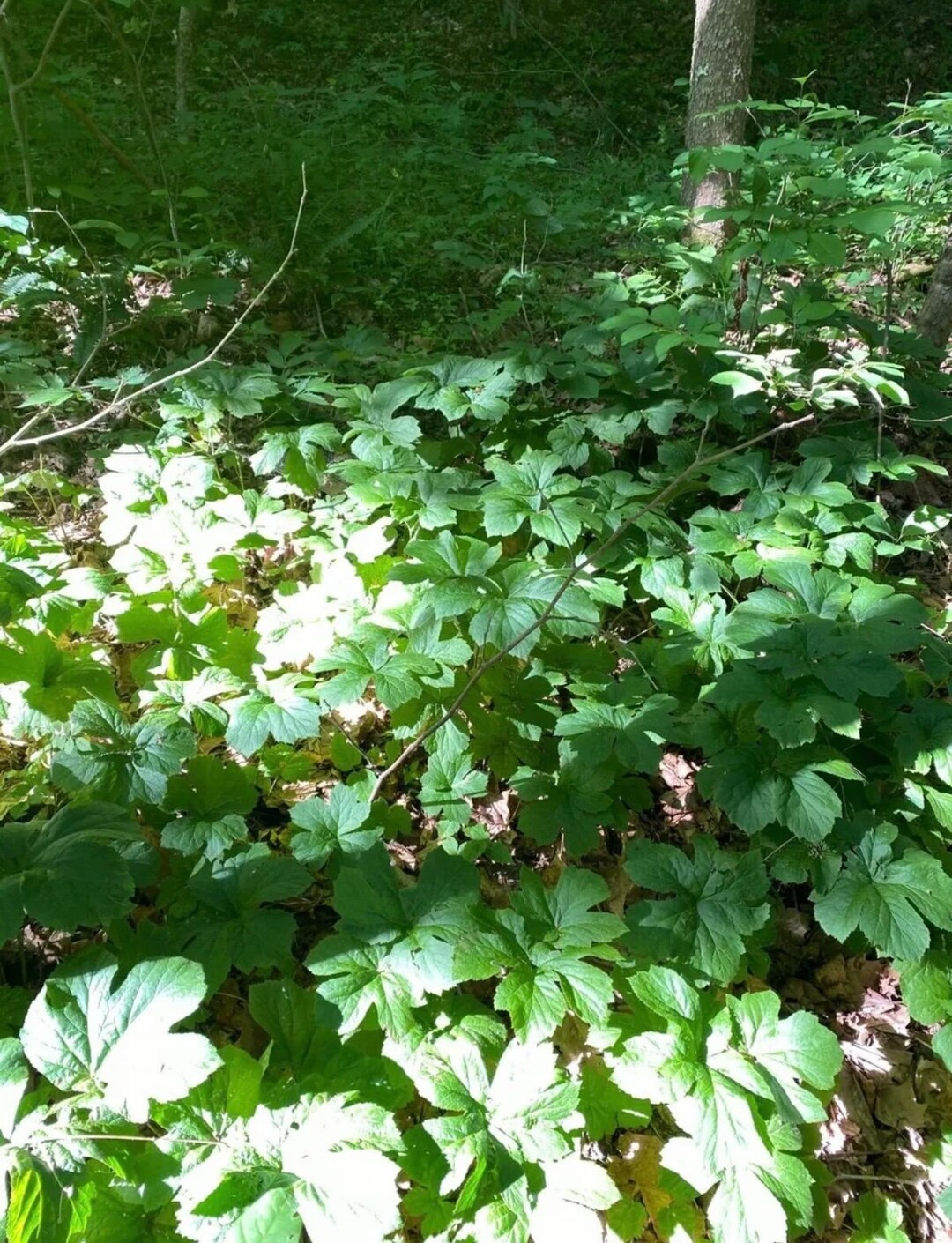 Goldenseal Roots Organic Herb Replant Live Rhizomes Fresh 5 Roots