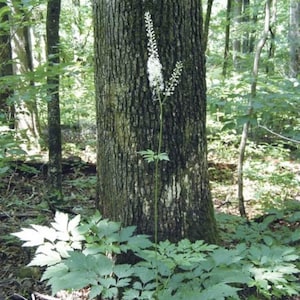 5 Black Cohosh PREMIUM NATIVE Roots, Rhizomes, Replanting, Organic