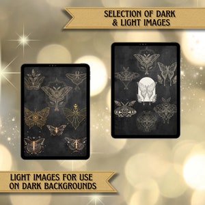 Moth Digital Stickers | Moth Clipart | PNG Clipart | Moth Goodnotes ...