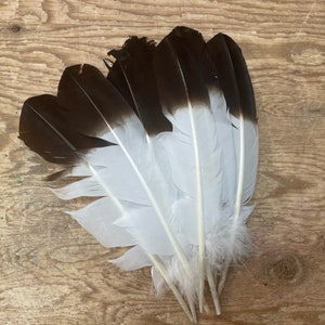 Feathers