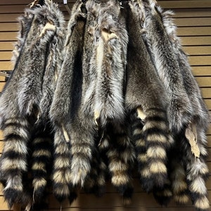 Raccon Fur Pelts
