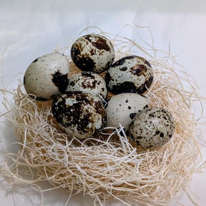 May include: A cluster of seven speckled quail eggs nestled in a bed of light brown, dried grass. The eggs are oval-shaped with a creamy white base and dark brown spots. The nest sits on a white surface.