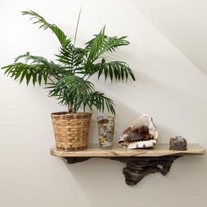 Spalted Maple Floating Display Shelf: Pine Knot Support, Live Edge