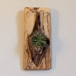 Spalted Maple Air Plant Holder with Natural Knot Hole – Angled Scalloped Edges