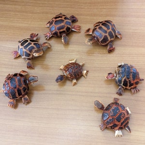 May include: Seven small, intricately carved wooden turtles in various shades of brown and black. The turtles are arranged on a light brown wooden surface.