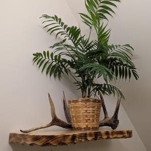 May include: A decorative wooden shelf with a live edge and a woven basket planter holding a green plant. Antlers are placed on the shelf. The shelf is mounted on a white wall.