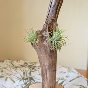May include: A vertical piece of weathered brown driftwood featuring two natural hollows, each containing a small green air plant. The driftwood is securely mounted onto a circular, light-colored wooden base with visible bark edges.