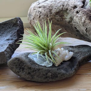 May include: A small, green air plant sits in a dark gray, stone planter with a clear crystal accent. The planter has a smooth, rounded shape. A piece of driftwood is in the background.