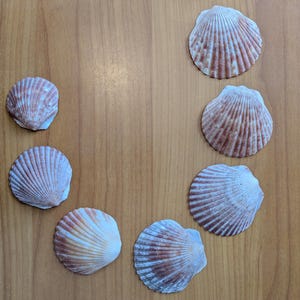 May include: Seven scallop seashells arranged in a circle on a wooden surface. The shells have a fan-like ribbed texture with a color gradient of white, tan, and reddish-brown. The shells vary in size and are a natural coastal decor.