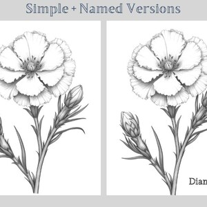 May include: A black and white pencil drawing of a Dianthus flower with two buds. The flower has five petals and a center with a circle.
