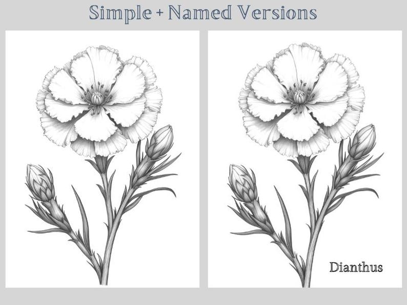 May include: A black and white pencil drawing of a Dianthus flower with two buds. The flower has five petals and a center with a circle.