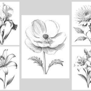 May include: A set of four black and white pencil drawings of flowers. The drawings include an iris, a poppy, a daisy, and a lily.