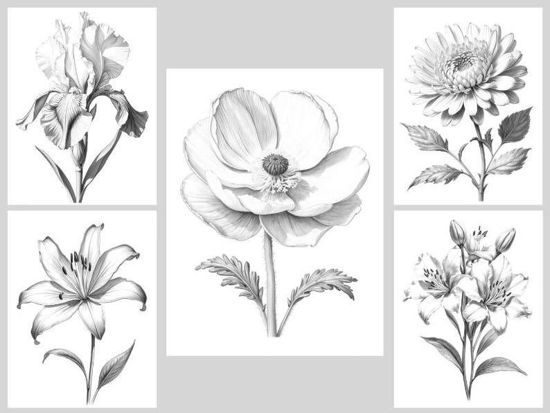 May include: A set of four black and white pencil drawings of flowers. The drawings include an iris, a poppy, a daisy, and a lily.