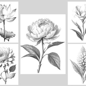 May include: A set of five black and white illustrations of different flowers. The flowers are drawn in a realistic style and include a lotus, a peony, a carnation, a chrysanthemum, and a ginger lily.