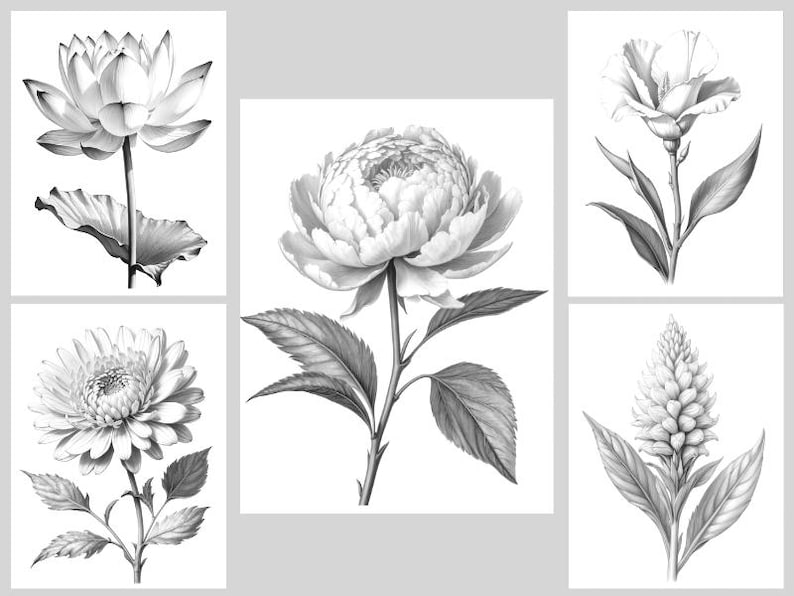 May include: A set of five black and white illustrations of different flowers. The flowers are drawn in a realistic style and include a lotus, a peony, a carnation, a chrysanthemum, and a ginger lily.