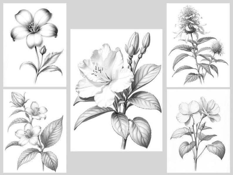 May include: Five black and white drawings of different flowers. Each drawing features a single flower with leaves and stems.