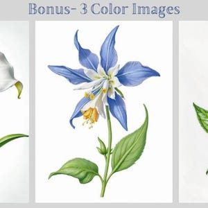 May include: Three watercolor illustrations of flowers. The first is a white calla lily with a yellow center. The second is a blue columbine with a white center. The third is a pink ginger flower.