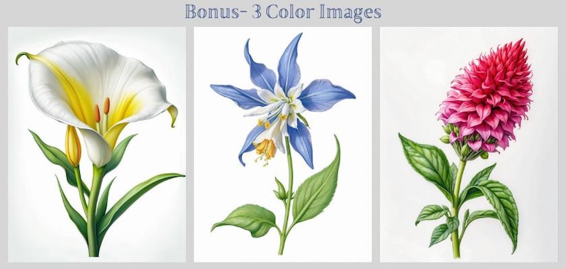 May include: Three watercolor illustrations of flowers. The first is a white calla lily with a yellow center. The second is a blue columbine with a white center. The third is a pink ginger flower.