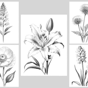 May include: A set of six black and white illustrations of different flowers. The flowers include a lily, a hyacinth, a dandelion, a poppy, and two types of bellflowers.
